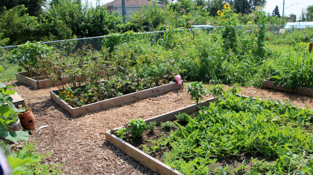 filbert-street-garden-beds-compost
