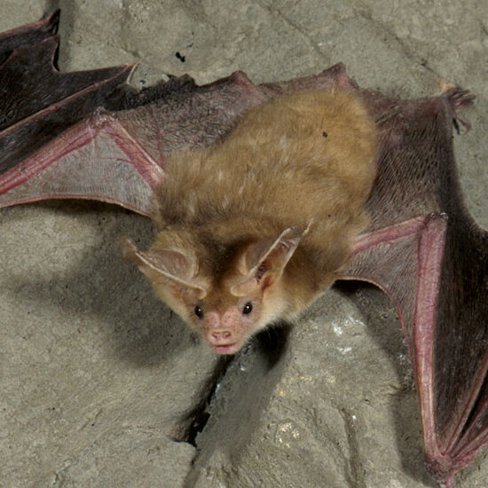 pallid-bat-940x550